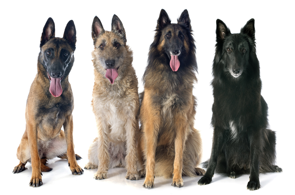 four belgian shepherds in front of white background
