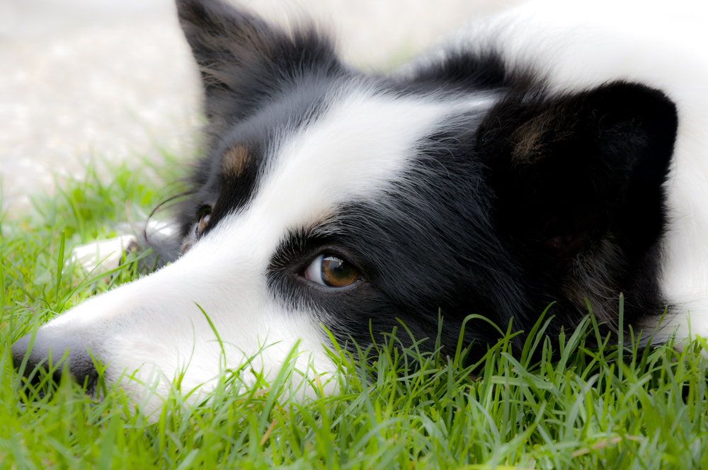 Male border collie lying in the grass