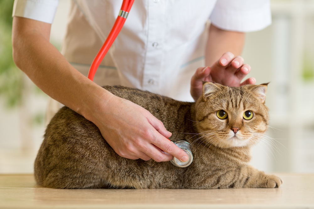 病院で診察を受ける猫