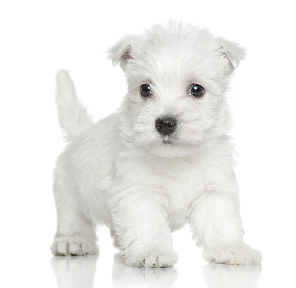 West Highland white terrier puppy on white background