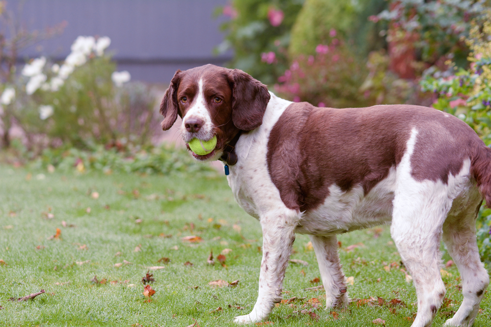 Springer Spaniel with tennis ball in mouth