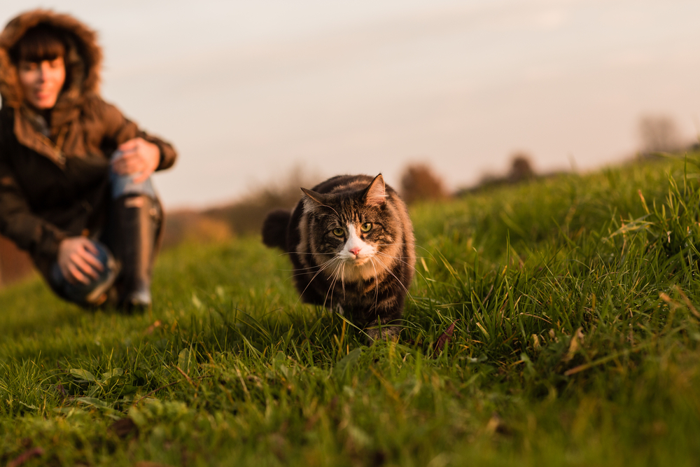 Detail of Norwegian Forest cat in meadow at sunset and young woman in background. Soft light.