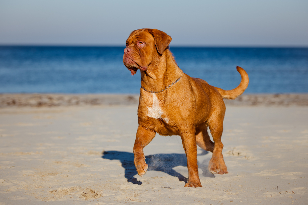 dogue de bordeaux on the beach