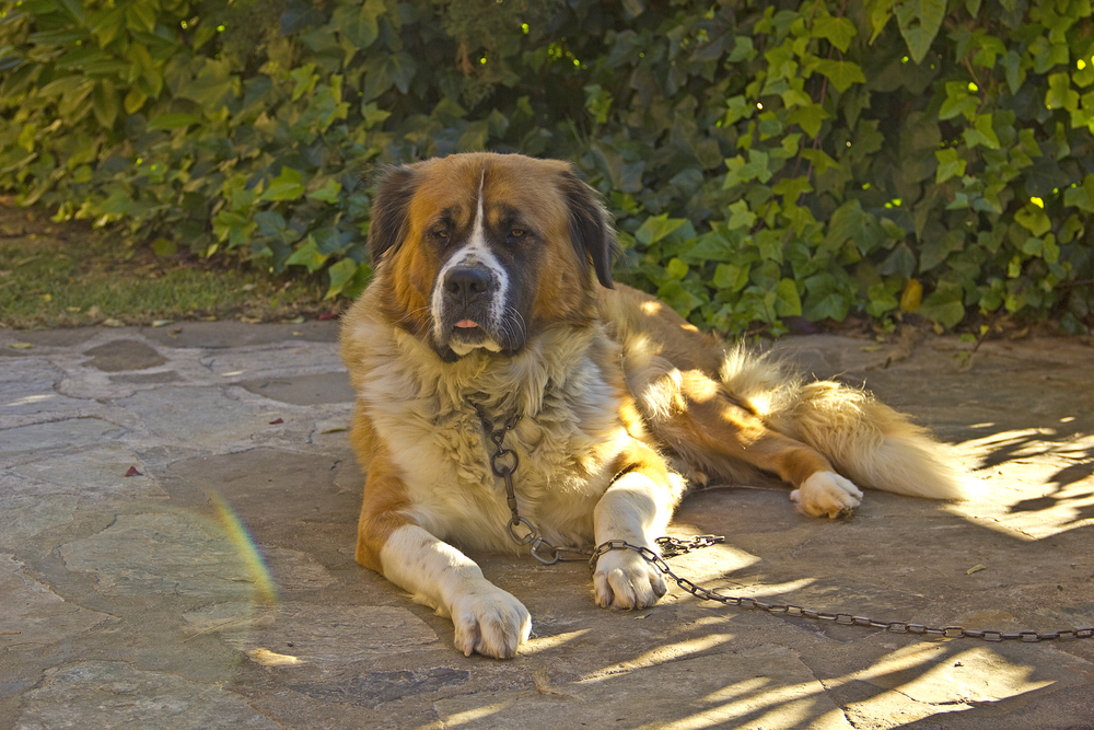 St. Bernard dog resting peacefully in the garden