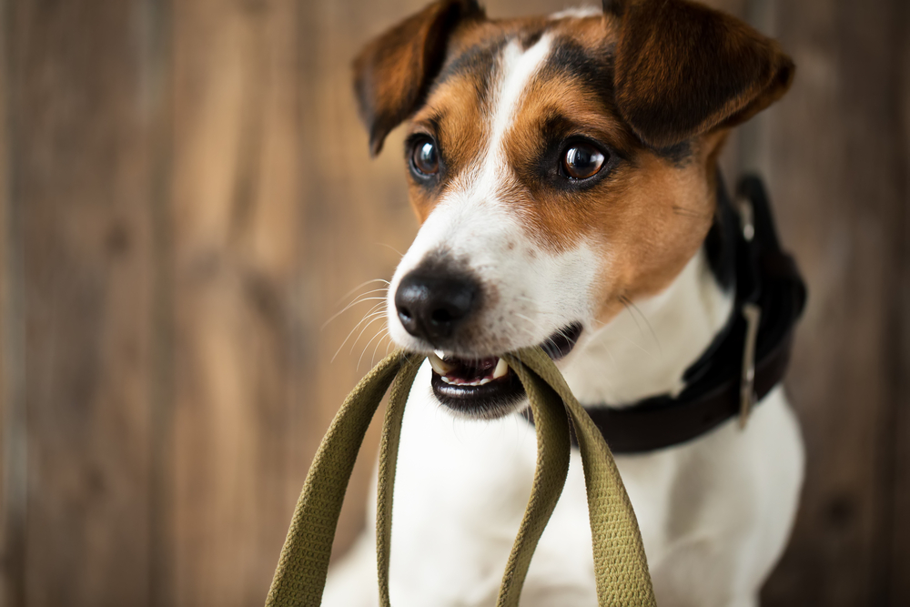 ノミ取り首輪を使う時の4つの注意点。正しい知識で愛犬を守ろう。