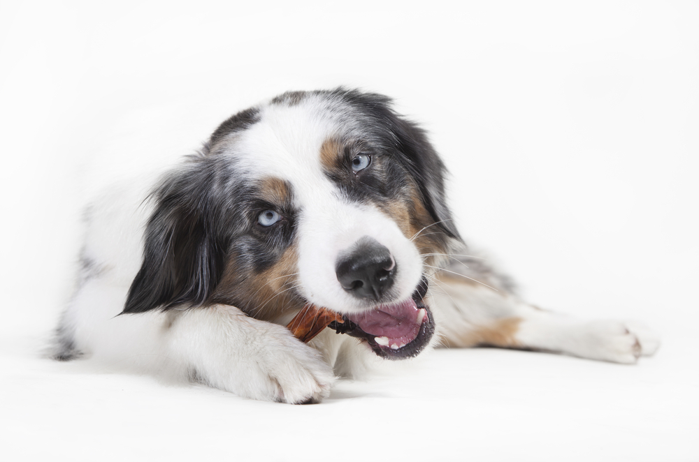犬の歯磨きガムってホントに効果があるの？与える頻度はどれくらい？