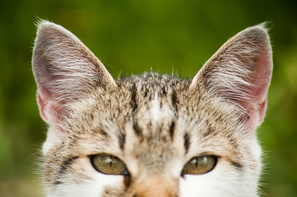 Listened yellow eyed kitty cat on homogeneous green background