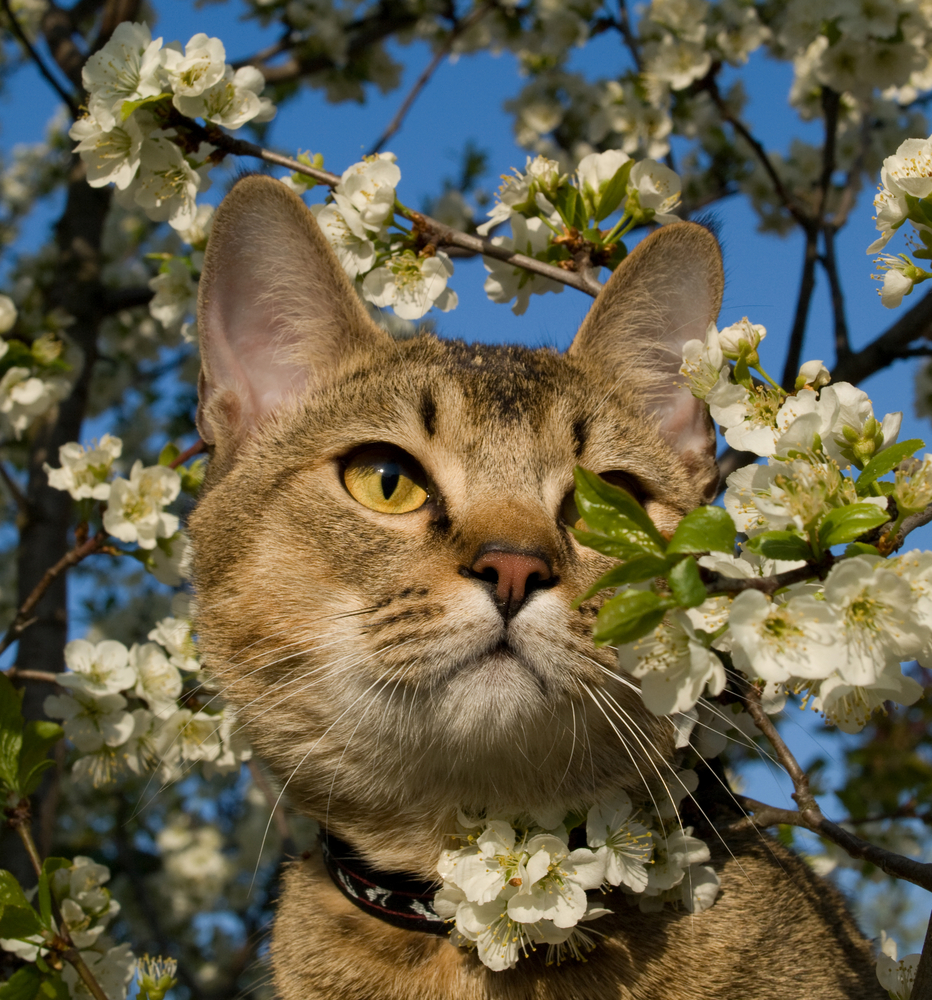 The cat is in flowers