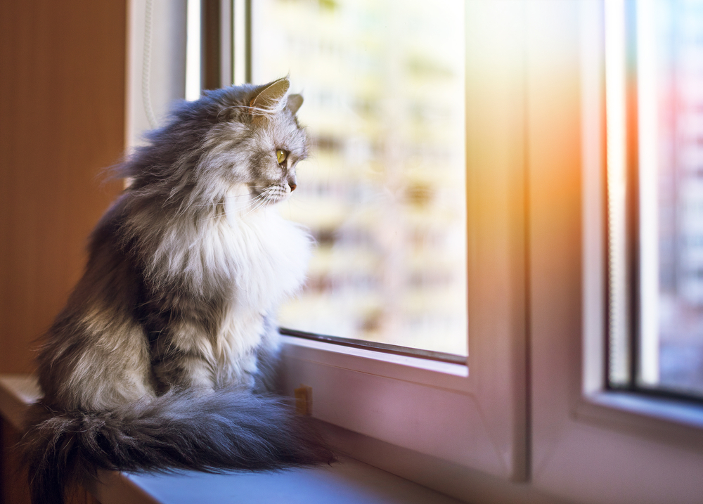 窓の外を眺めている猫