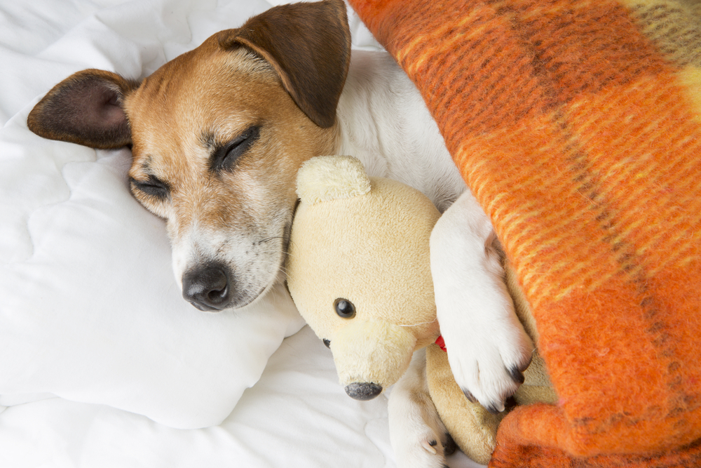 愛犬と一緒に寝る方法と注意点を解説！愛犬を想うことが大切