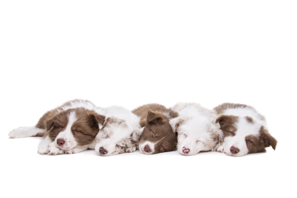 Five border collie puppy dogs in a row in front of a white background