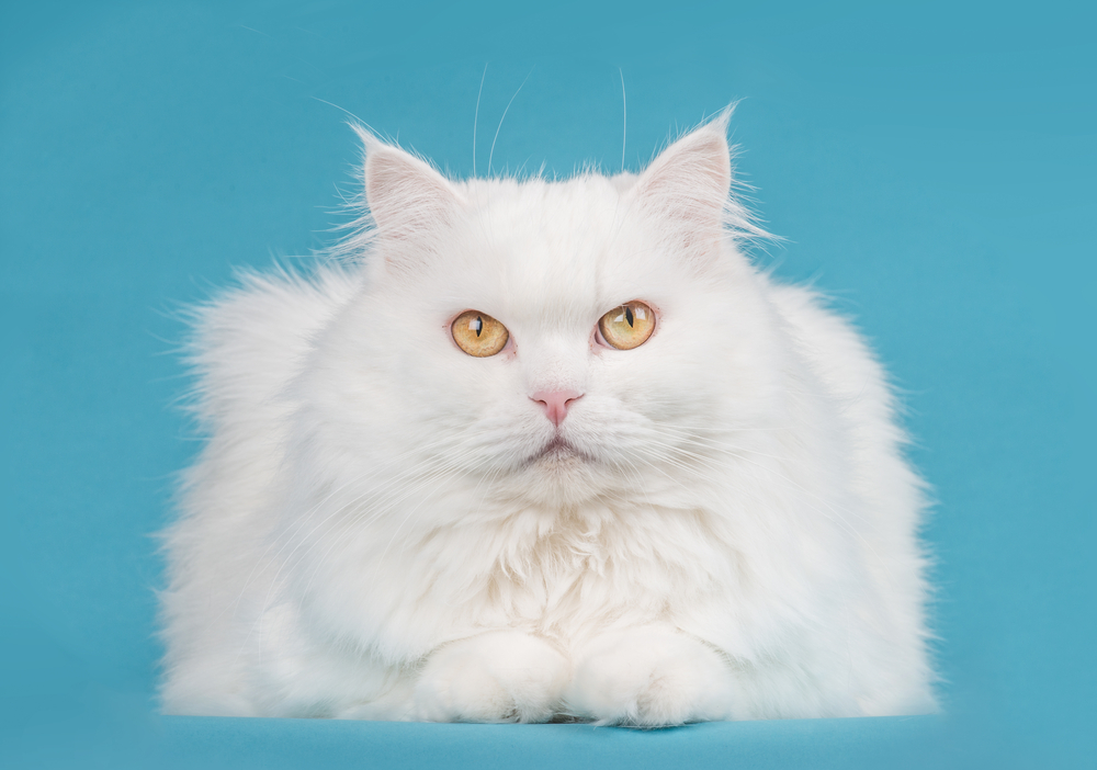 White persian cat resting with blue background