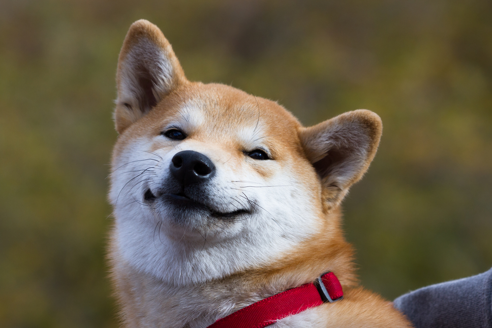笑った表情をしている柴犬