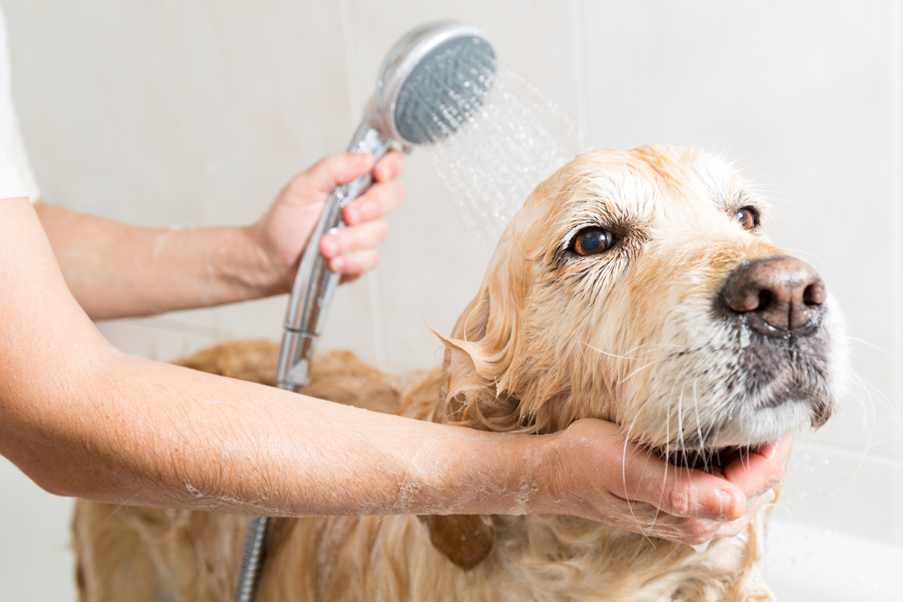 【気になる頻度や温度も解説】犬のお風呂の入れ方もコツとルール！