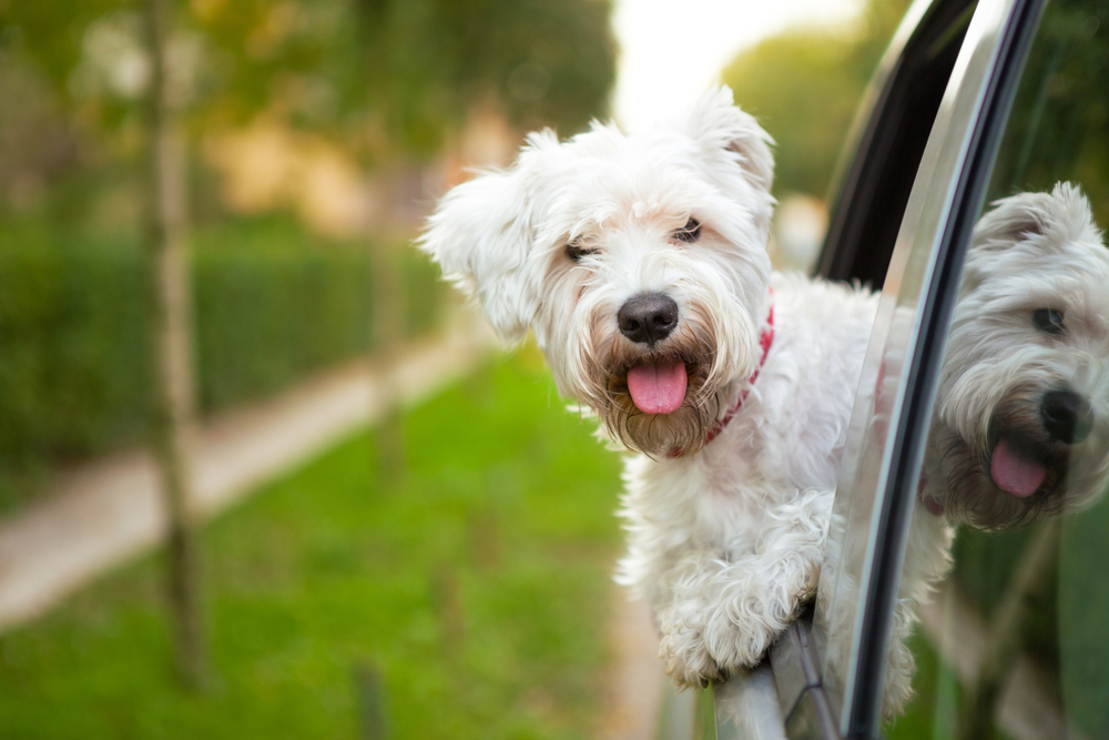 maltese puppy looking out the car window