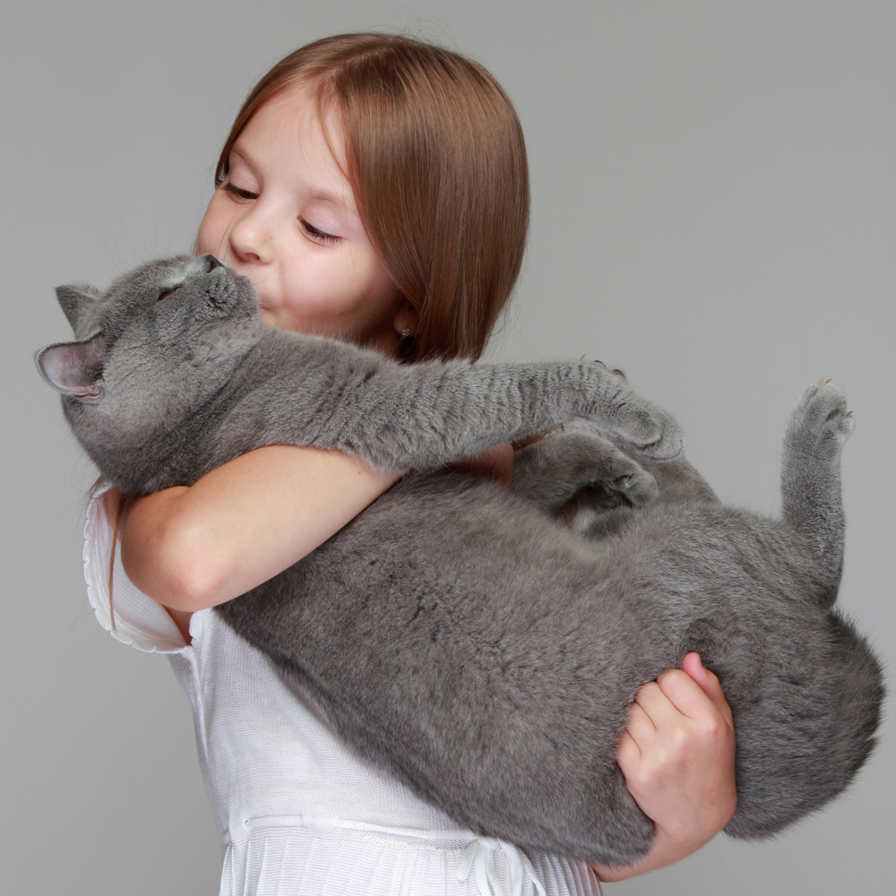 Sweet portrait of a cute little girl holding and snuggling a gray kitten