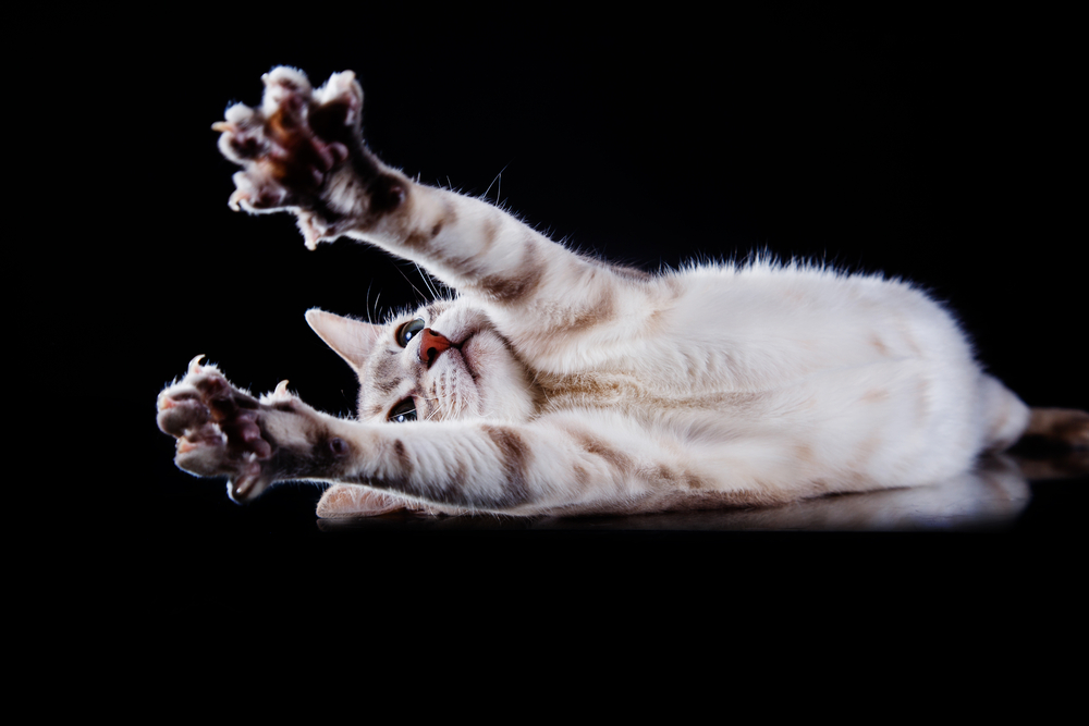 Tonkinese cat, portrait beautiful cat on a black background