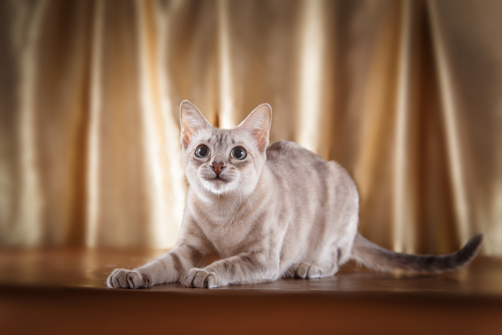 Tonkinese  cat portrait beautiful cat on a color background