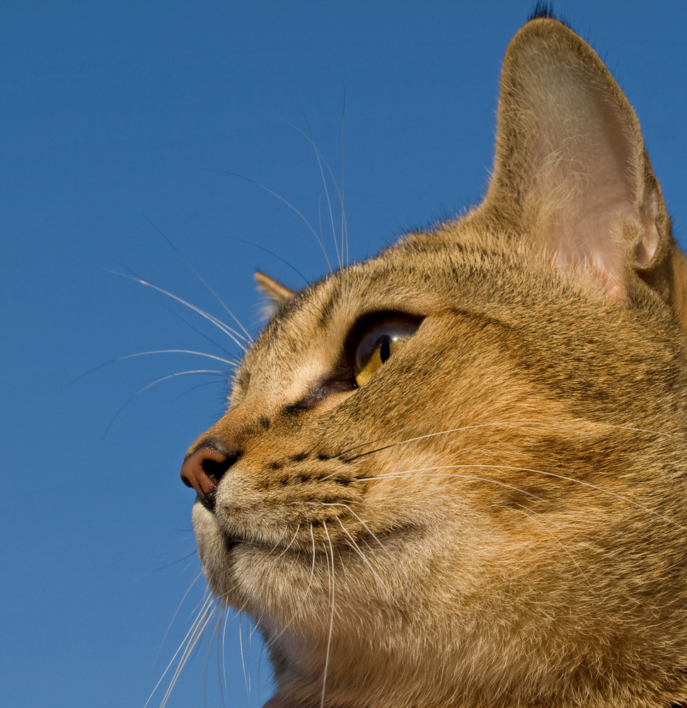 The cat is against the blue sky