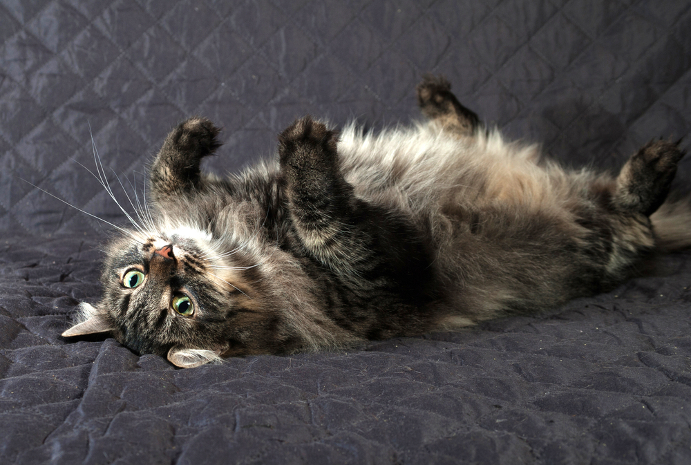 Fluffy Siberian tabby cat lying on black quilt
