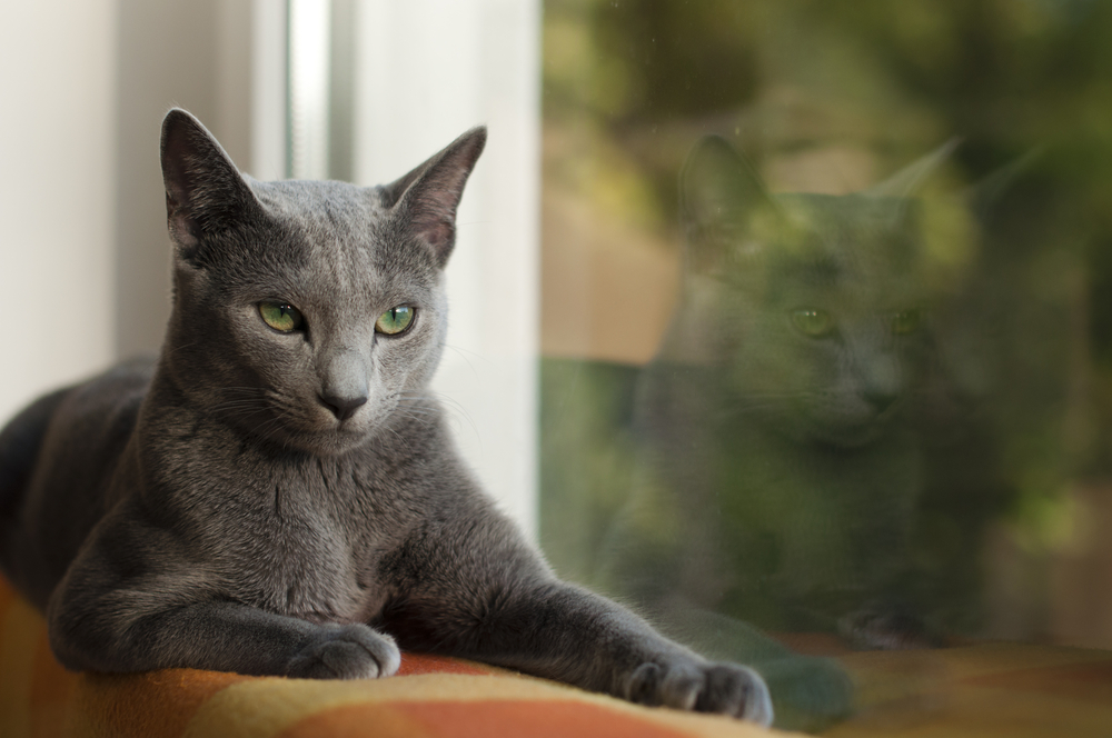 russian blue