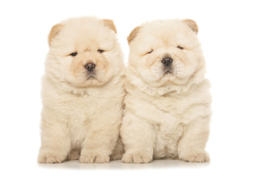 two cute chow-chow puppies isolated over white background