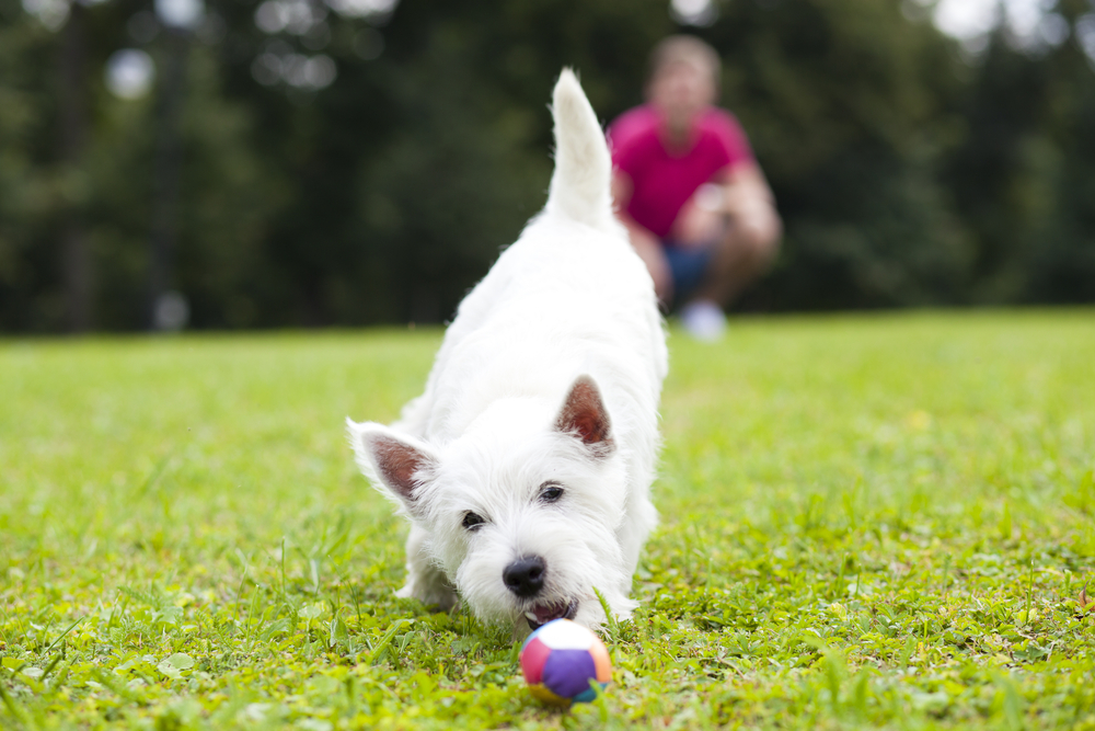 愛犬とボールで遊ぶ時に注意すること。ボールを持ってくるようなしつけの仕方も解説