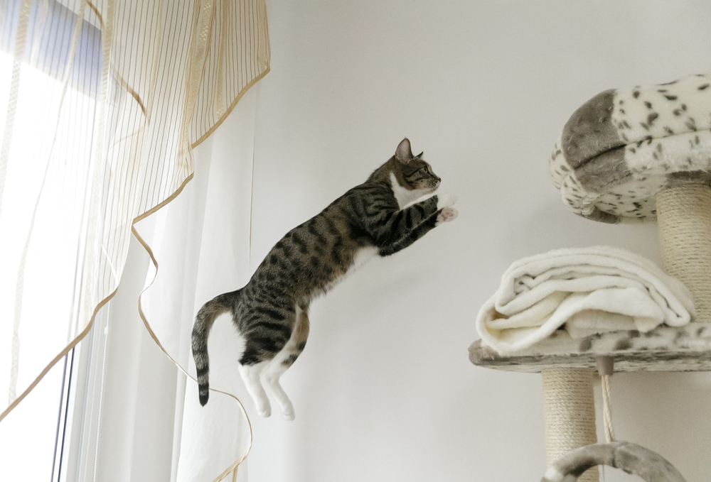 キャットタワーにジャンプしようとしている猫