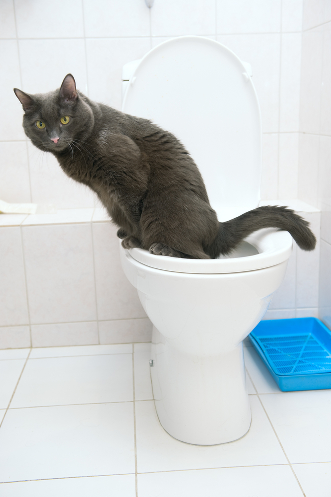 トイレの便座の上に座っている猫