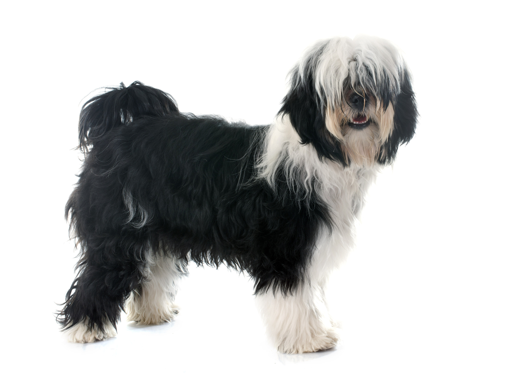 tibetan terrier in front of white background