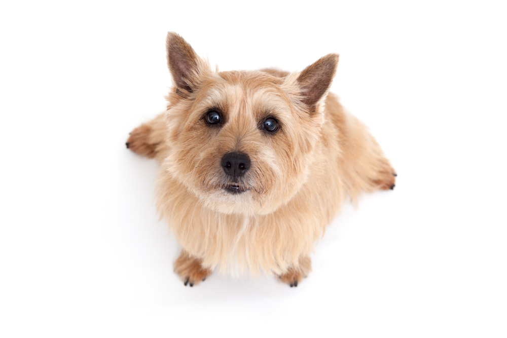 Norwich terrier dog isolated on white background
