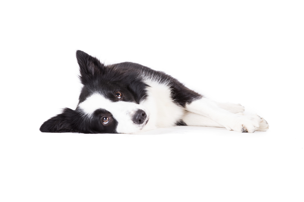 Portrait of lying border collie on white background