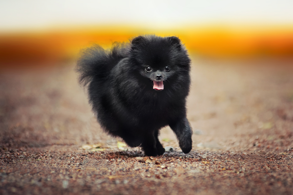Black Pomeranian Spitz puppy running at the camera