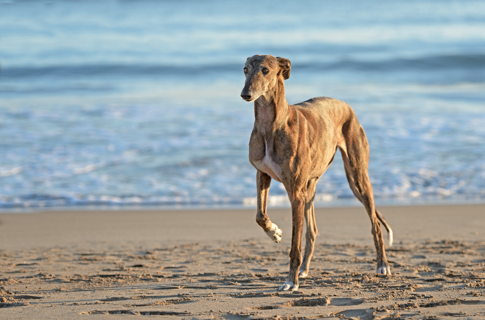 Spanish Greyhound dog poses outdoors at the beach
