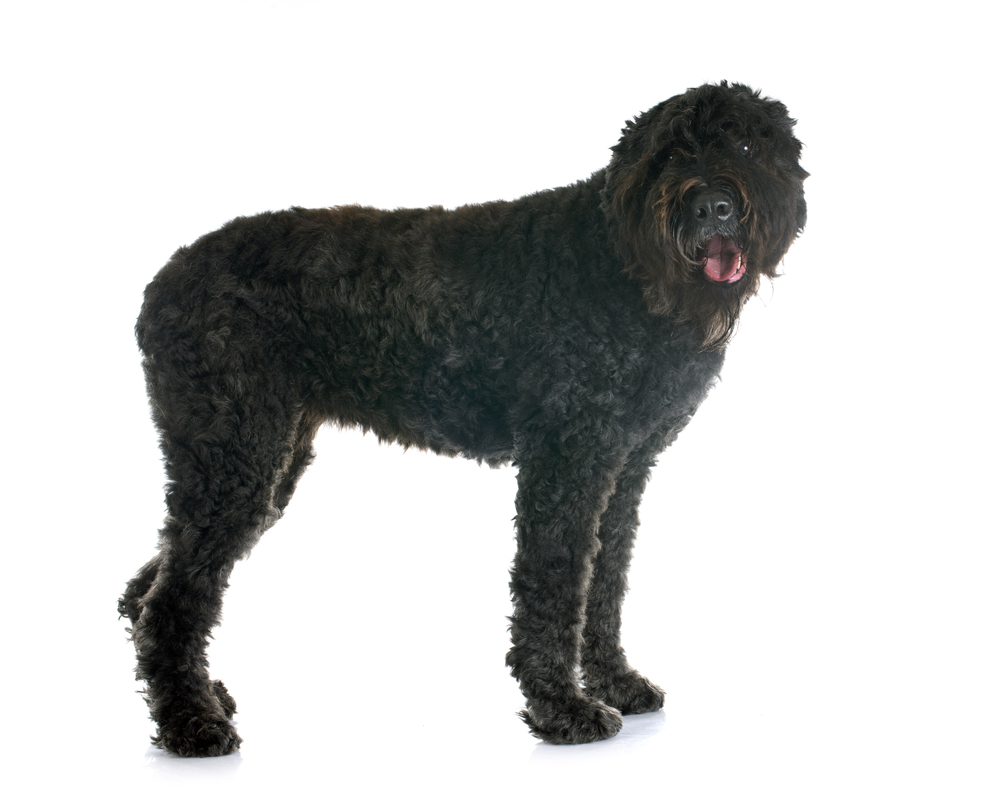 Bouvier des Flandres  in front of white background
