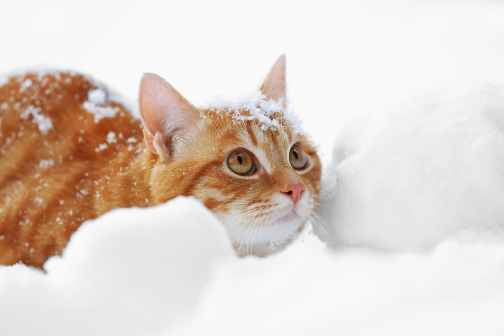 猫は雪が好き！？散歩と遊び方、注意点を知ろう。