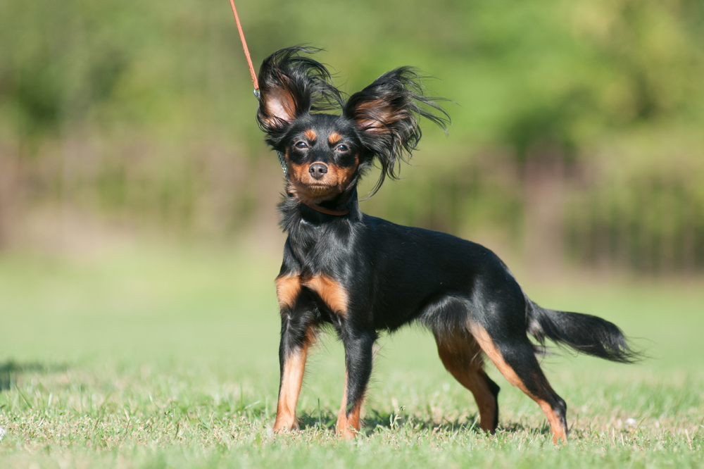 russian toy terrier 