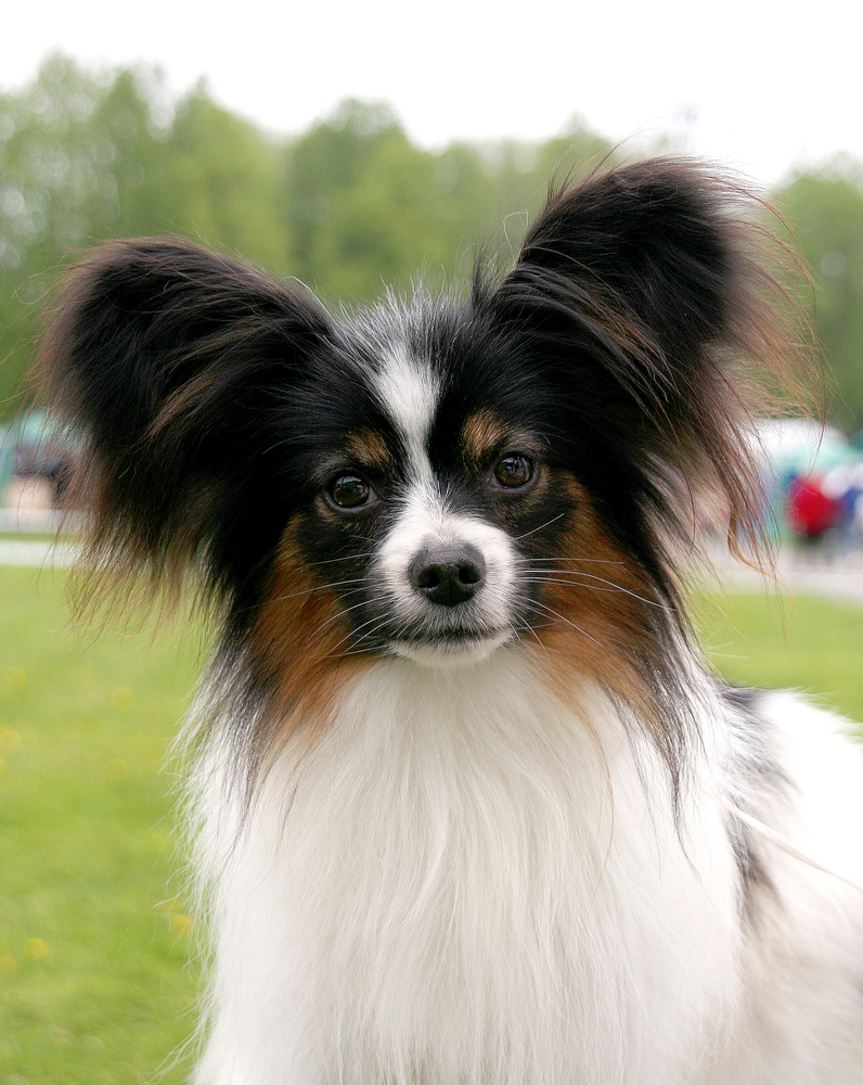 Portrait of a dog of breed of Papillon on a green background
