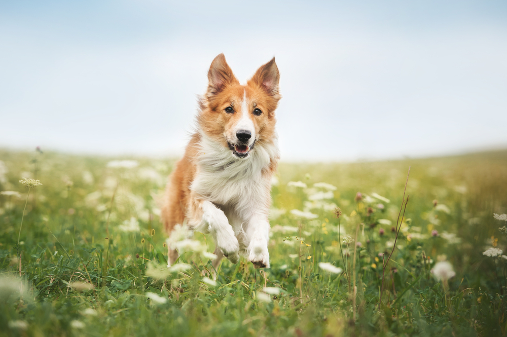 Red border collie dog running in a meadow, summer 