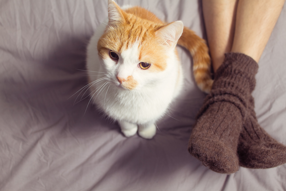 飼い主の足元に座っている猫