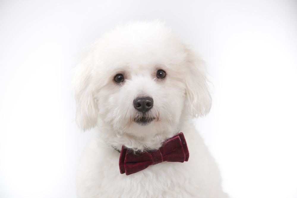 Coton de tulear portrait. Image taken in a studio.