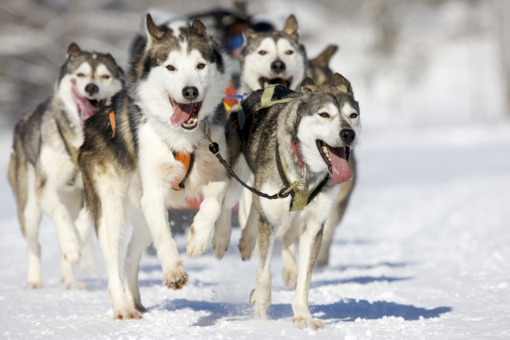 front view at four  siberian huskys at race in winter