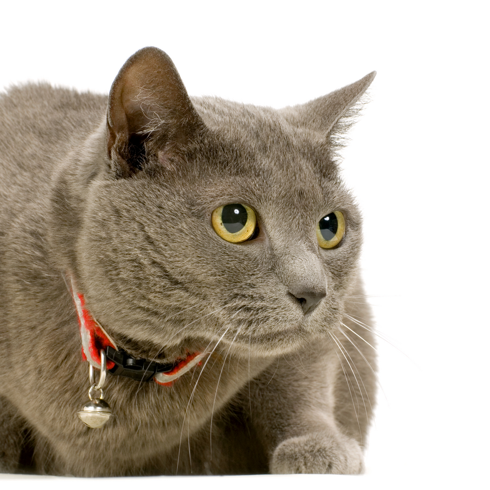 Chartreux in front of a white background