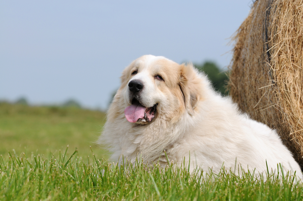 Great Pyrenees lying on meadow