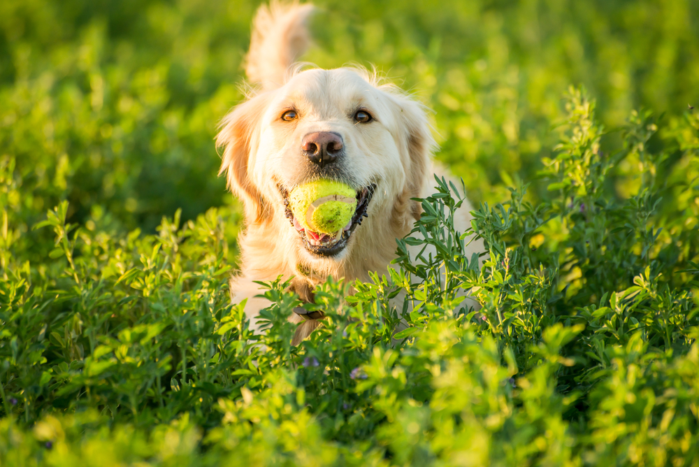 A Golden Retrievers returning with the tennis ball she just found in the fields.