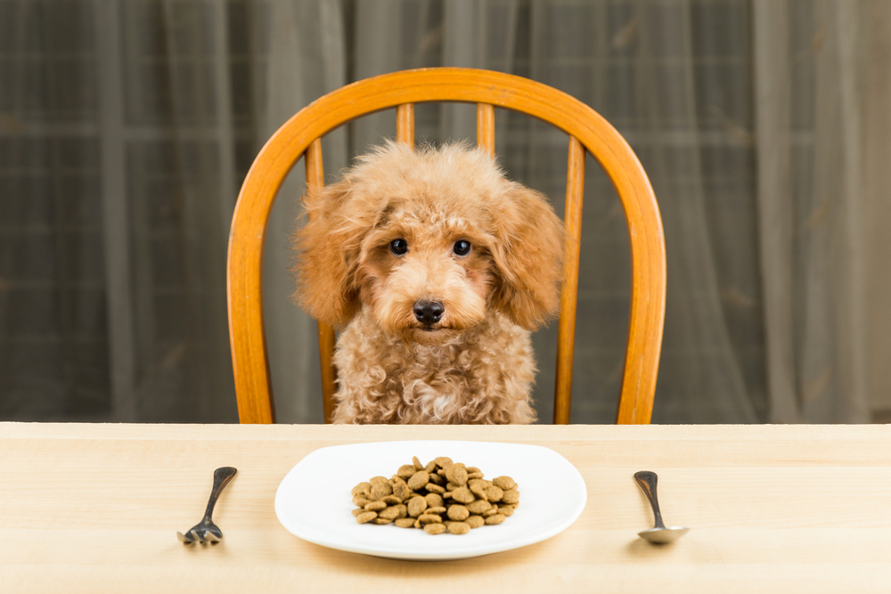 A bored and uninterested Poodle puppy with a plate of kibbles on the dining table 