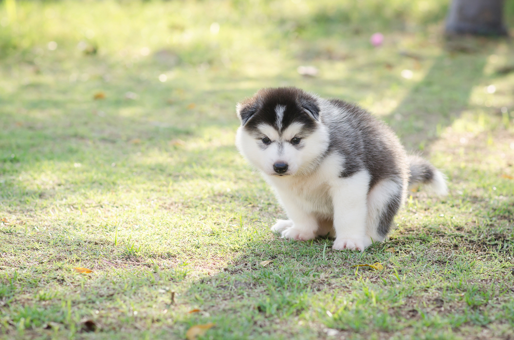 Cute siberian husky puppy pooping on green grass under sunset with copy space