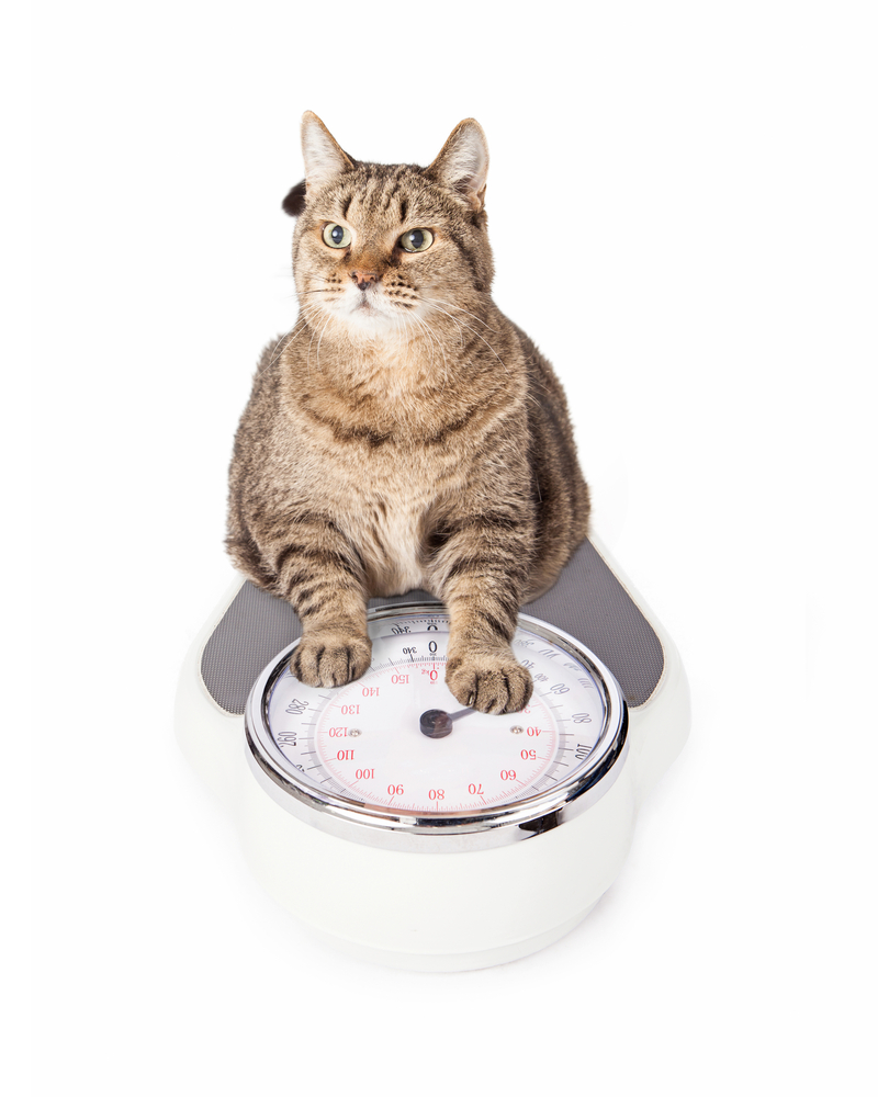 Overweight cat sitting on a weight scale