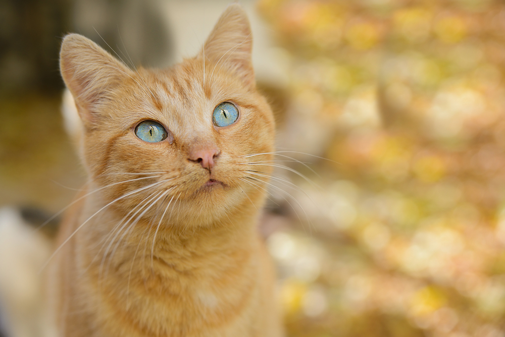 Beautiful blue-eyed red cat, very rare combination of coat color and eye