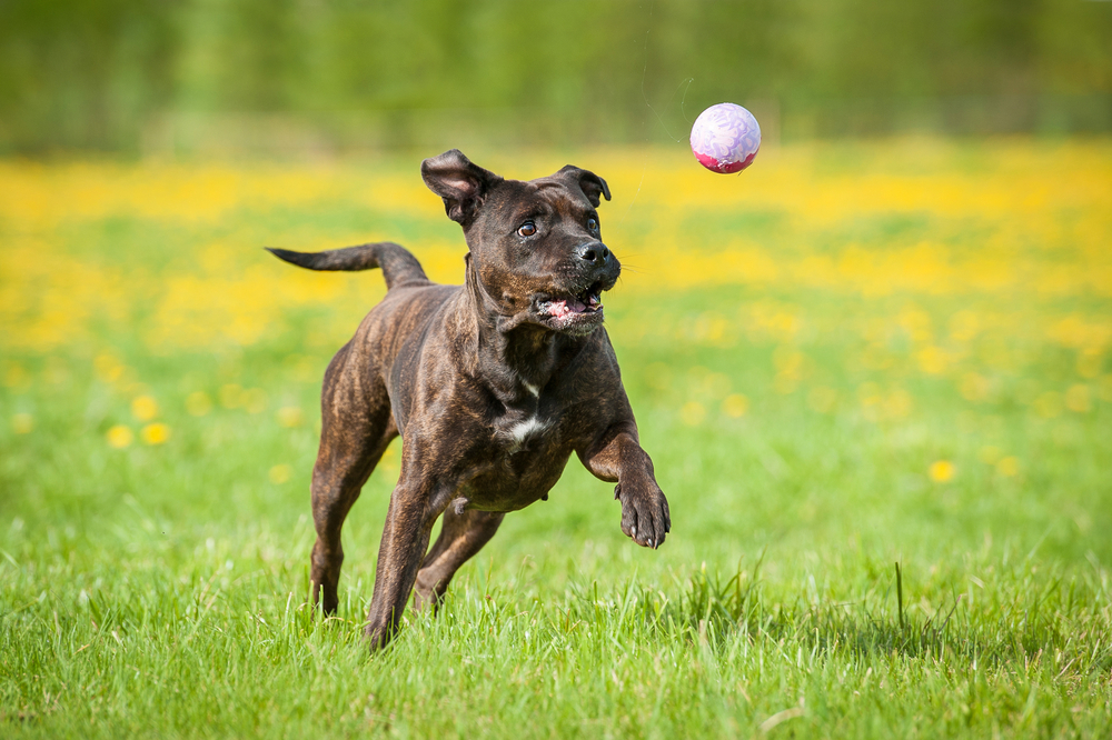 American staffordshire terrier dog playing with a ball